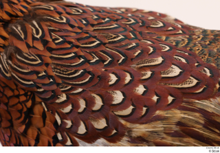 Pheasant  2 back wing 0003.jpg